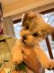 Morkie Puppies for sale in Libertyville, IL, USA. price: NA