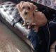 Morkie Puppies for sale in St. Petersburg, FL, USA. price: $700