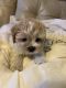 Morkie Puppies for sale in Gaithersburg, MD, USA. price: NA