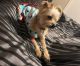 Morkie Puppies for sale in Rock Hill, SC 29730, USA. price: NA