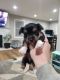 Morkie Puppies for sale in Jackson, MI, USA. price: NA
