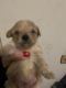 Morkie Puppies for sale in Naugatuck, CT 06770, USA. price: $1,500