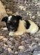 Morkie Puppies for sale in Columbia, LA 71418, USA. price: NA