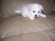 Morkie Puppies for sale in Campbellsville, KY 42718, USA. price: NA