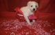 Morkie Puppies for sale in Buffalo, NY, USA. price: $700