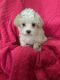Morkie Puppies for sale in Allentown, PA, USA. price: $1,400