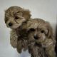 Morkie Puppies for sale in Chicago, IL, USA. price: $1,400