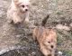 Morkie Puppies for sale in Glasgow, KY 42141, USA. price: $600