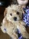 Morkie Puppies for sale in Campbellsville, KY 42718, USA. price: $600