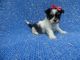 Morkie Puppies for sale in Hacienda Heights, CA, USA. price: $899