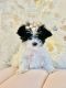 Morkie Puppies for sale in Springfield, MO, USA. price: $1,500