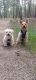 Morkie Puppies for sale in Colorado Springs, CO, USA. price: NA