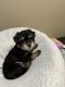 Morkie Puppies for sale in Mt Vernon, OH 43050, USA. price: $800