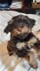 Morkie Puppies for sale in Springfield, MO, USA. price: NA