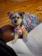 Morkie Puppies for sale in Loveland, CO, USA. price: $950