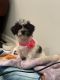 Morkie Puppies for sale in Totowa, NJ, USA. price: NA