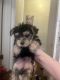 Morkie Puppies for sale in Bayonne, NJ, USA. price: $1,100