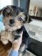 Morkie Puppies for sale in Bowling Green, KY, USA. price: NA
