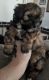 Morkie Puppies for sale in Fort Mohave, AZ, USA. price: $850