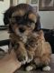 Morkie Puppies for sale in Fort Mohave, AZ, USA. price: NA