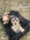 Morkie Puppies for sale in Glasgow, KY 42141, USA. price: $500