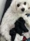 Morkie Puppies for sale in Winter Haven, FL, USA. price: $1,200