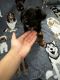 Morkie Puppies for sale in Wausau, WI, USA. price: $800