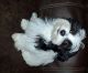 Morkie Puppies for sale in Plant City, FL, USA. price: $850