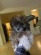 Morkie Puppies for sale in Las Vegas, NV, USA. price: NA