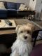 Morkie Puppies for sale in East Boston, Boston, MA, USA. price: NA