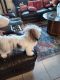Morkie Puppies for sale in Port St. Lucie, FL, USA. price: NA