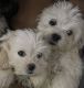 Morkie Puppies for sale in Euless, TX, USA. price: $500