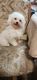 Morkie Puppies for sale in Belding, MI 48809, USA. price: NA