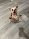 Morkie Puppies for sale in Bayonne, NJ, USA. price: $1,500