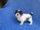 Morkie Puppies for sale in Hacienda Heights, CA, USA. price: $999