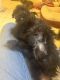 Morkie Puppies for sale in Oakland County, MI, USA. price: NA