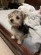 Morkie Puppies for sale in Palm Harbor, FL, USA. price: $800