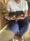 Morkie Puppies for sale in Lawrenceville, GA, USA. price: NA