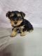 Morkie Puppies for sale in Seymour, MO 65746, USA. price: $650