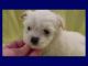 Morkie Puppies for sale in Marydell, KY 40741, USA. price: $1,200