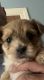 Morkie Puppies for sale in Berkley, MA 02779, USA. price: $700