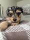 Morkie Puppies for sale in 18030 Valley Blvd, Bloomington, CA 92316, USA. price: $1,200