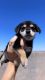 Morkie Puppies for sale in Laveen Village, Phoenix, AZ, USA. price: NA