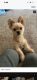 Morkie Puppies for sale in South Fulton, GA, USA. price: NA