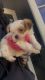 Morkie Puppies for sale in Stockton, CA, USA. price: NA