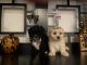 Morkie Puppies for sale in Rancho Cucamonga, CA, USA. price: NA
