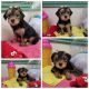 Morkie Puppies for sale in Redding, CA, USA. price: NA