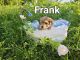 Morkie Puppies for sale in Terrell, TX, USA. price: $1,000
