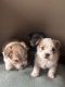 Morkie Puppies for sale in Harrisburg, SD 57032, USA. price: $1,250