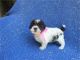 Morkie Puppies for sale in Hacienda Heights, CA, USA. price: $499